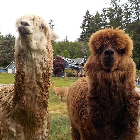 Oceanfront Studio/Loft: Alpacas, Oysters & Kayaks 雪尔顿 外观 照片