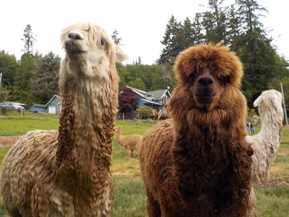 Oceanfront Studio/Loft: Alpacas, Oysters & Kayaks 雪尔顿 外观 照片