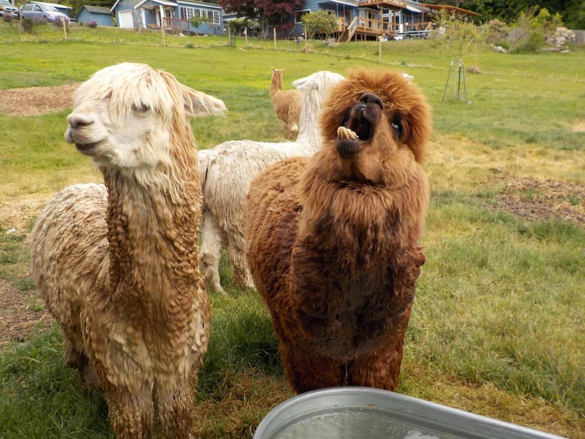 Oceanfront Studio/Loft: Alpacas, Oysters & Kayaks 雪尔顿 外观 照片